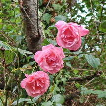 Roses in Bétharram